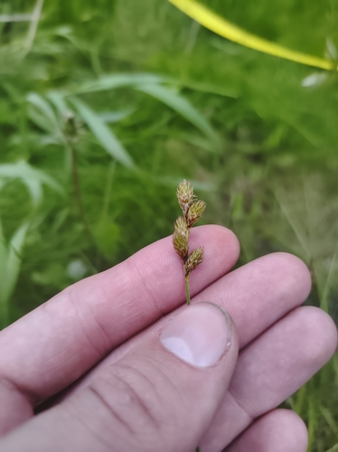 Image of Tinged Sedge (Carex tincta) by no rights reserved