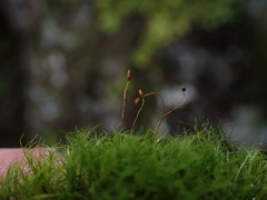 Distichium capillaceum