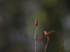 Distichium capillaceum