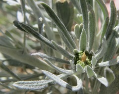 Rhopalomyia conica