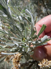 Rhopalomyia conica