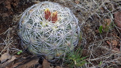 Coryphantha compacta