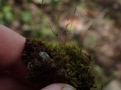 Ditrichum heteromallum