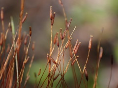 Ditrichum heteromallum