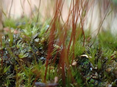 Ditrichum heteromallum