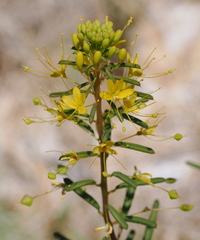 Cleomella plocasperma