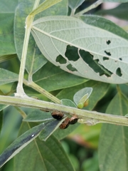 Coptosoma xanthogramma