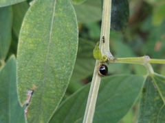 Coptosoma xanthogramma