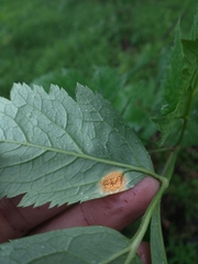 Puccinia recondita
