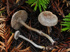 Rhodocybe caelata