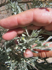 Rhopalomyia conica