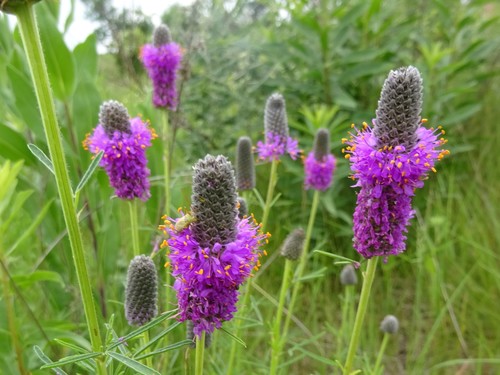purple prairie clover