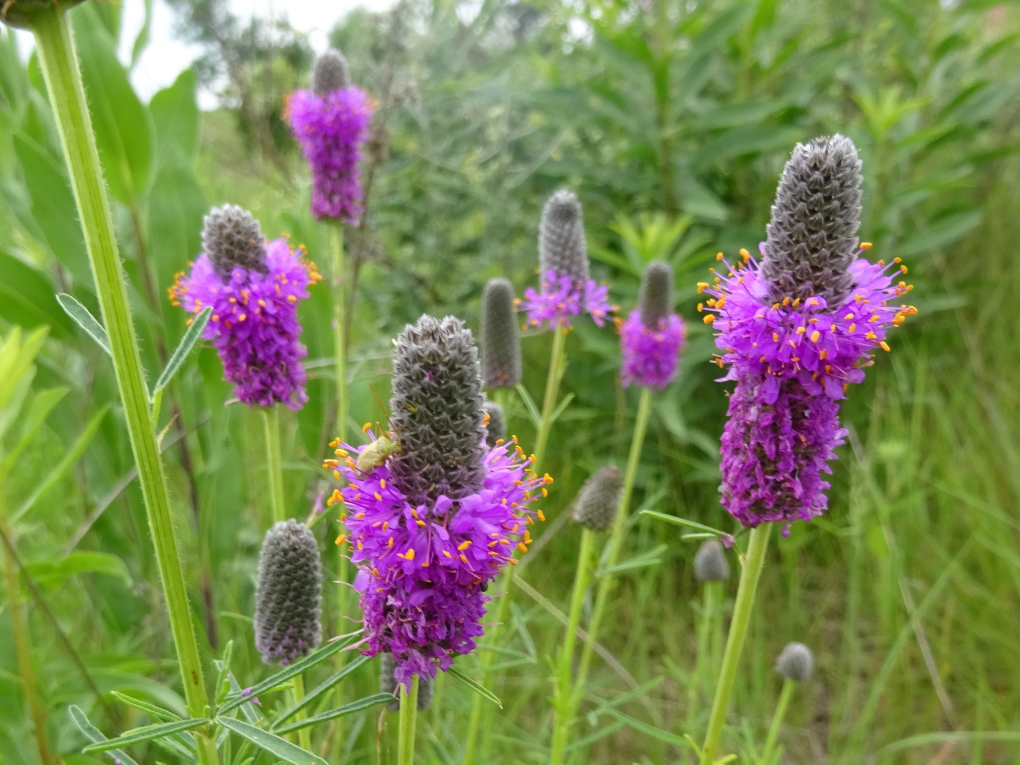 Dalea purpurea