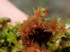 Ptychostomum pallens