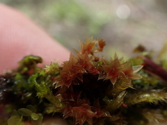 Ptychostomum pallens