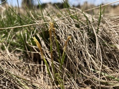 Carex geyeri
