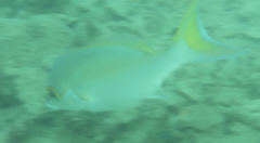 Scolopsis monogramma