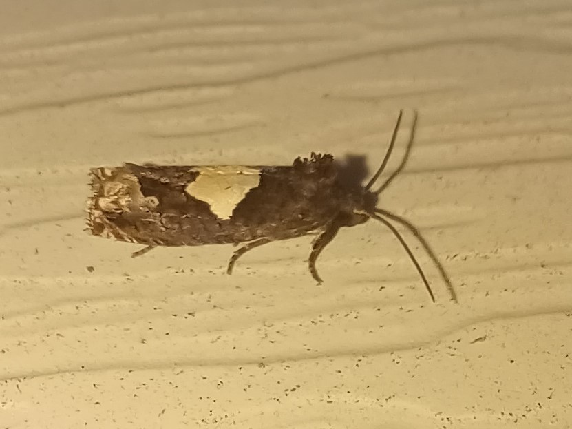 Bidens Borer Moth from Eastern Neck National Wildlife Refuge, Kent ...