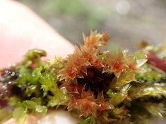 Ptychostomum pallens