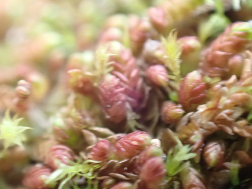 Image of Jungermannia rubra by no rights reserved