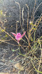 Calochortus plummerae