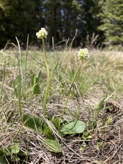 Micranthes rhomboidea