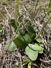 Micranthes rhomboidea