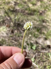 Micranthes rhomboidea