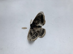 Agapema homogena