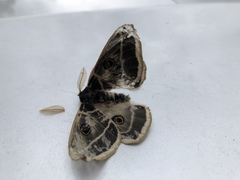 Agapema homogena
