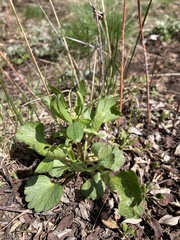 Ranunculus inamoenus