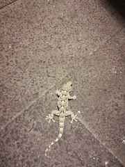 Tarentola mauritanica