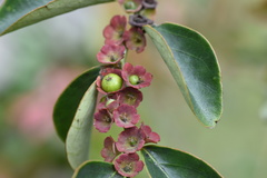 Breynia fruticosa