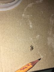 Araneae
