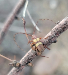 Aethecerinus latecinctus