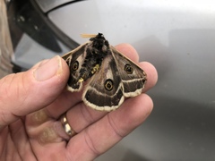 Agapema homogena