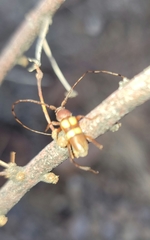 Aethecerinus latecinctus