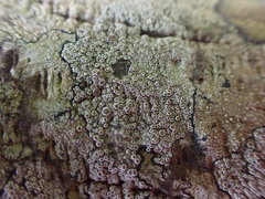 Lecanora pacifica