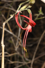 Anisacanthus
