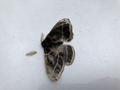 Agapema homogena