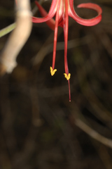 Anisacanthus