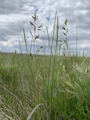 Festuca hallii