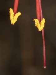 Anisacanthus