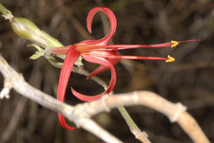 Anisacanthus