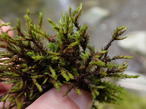 Image of Streamside Schistidium Moss (Schistidium rivulare) by no rights reserved