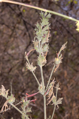 Anisacanthus