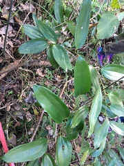 Smilax hypoglauca