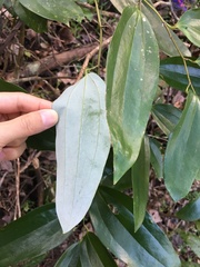 Smilax hypoglauca