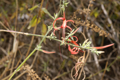 Anisacanthus