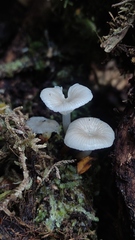 Mycena subulifera